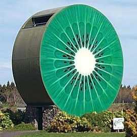 kiwifruit rhys
