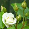 naztaz